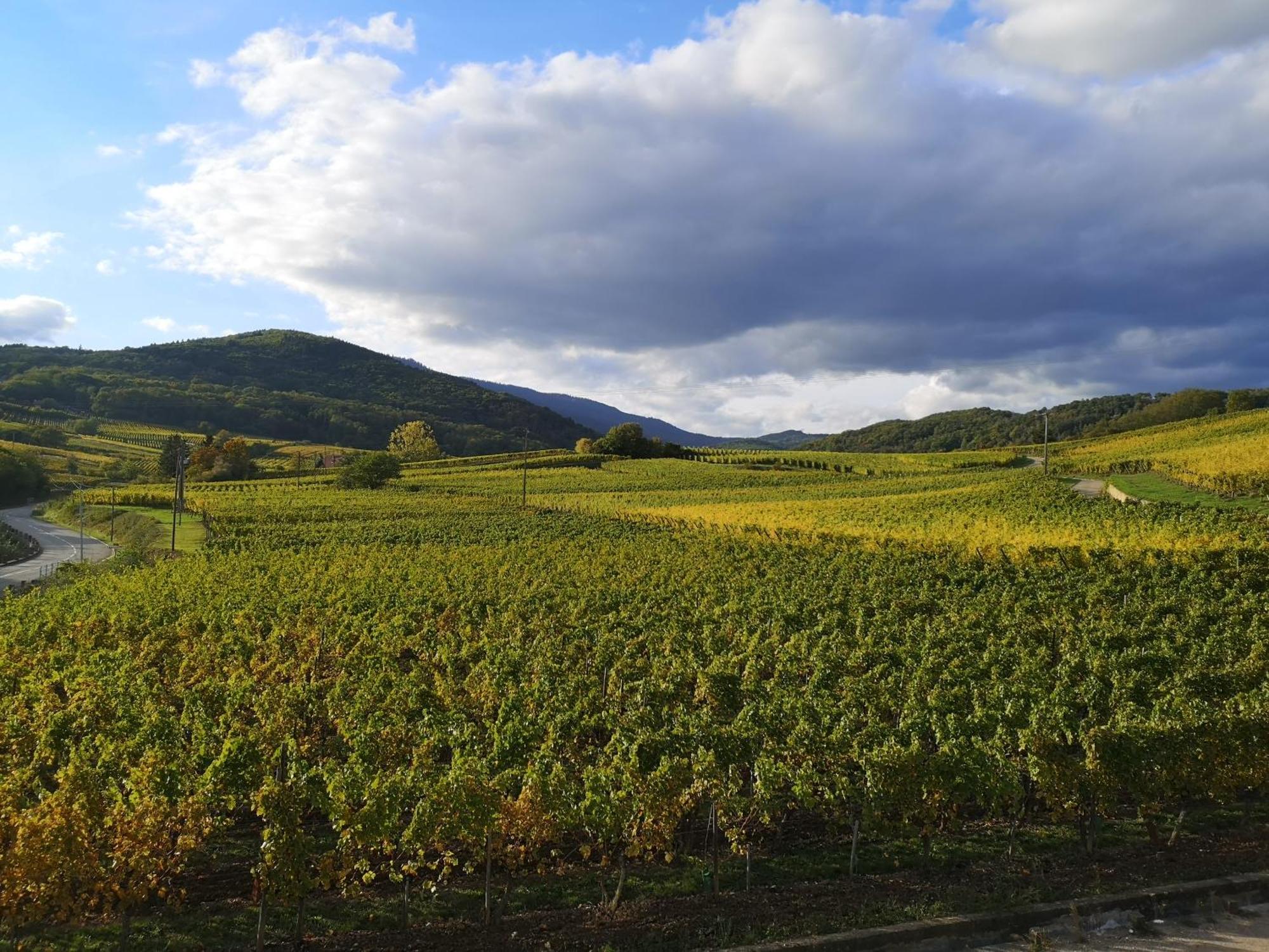 Apartamento Cocon De Caractere Au Coeur Des Vignes Alsaciennes Bergheim Exterior foto
